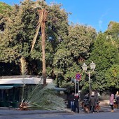 Alberi e sicurezza, il Comune accelera su controlli e Piano del Verde Alberi e sicurezza, il Comune accelera su controlli e Piano del Verde