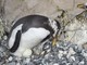 L'acquario di Genova saluta un nuovo nato nelle sue vasche: un pinguino Magellano