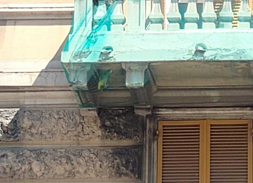Disavventura a Cornigliano: pappagallo resta intrappolato nella rete anti-calcinacci di un balcone Disavventura a Cornigliano: pappagallo resta intrappolato nella rete anti-calcinacci di un balcone