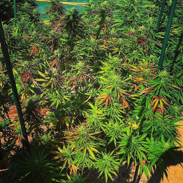 Bagnasco contro l'emendamento sulla cannabis light: "Esce dalla porta del Senato e rientra dalla porta della Camera"