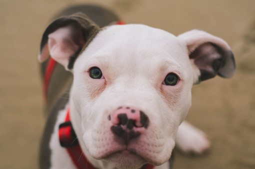 Bimbo azzannato da un pitbull, è grave al Gaslini Bimbo azzannato da un pitbull, è grave al Gaslini