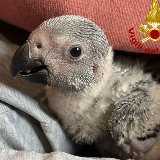 I Vigili del Fuoco di Bolzaneto soccorrono e liberano un pappagallo cenerino