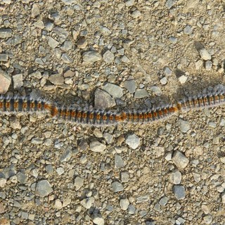 Disinfestazione processionarie