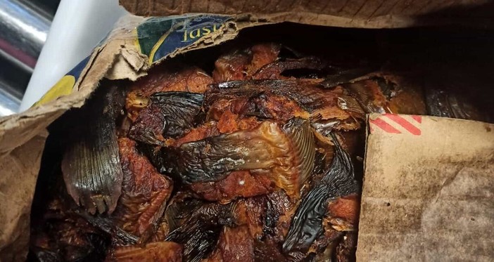 Oltre 60 kg di pesce 'illegale' sequestrato al Terminal Traghetti