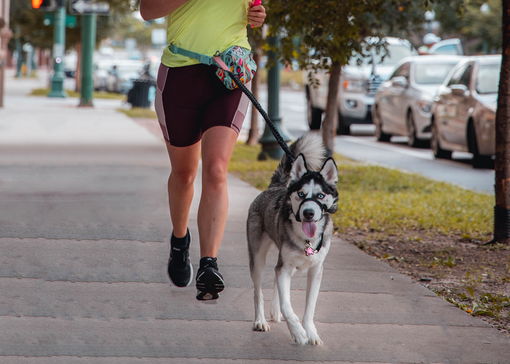 Petsfestival 2022: a passeggio per la città di Cremona con amici a due e quattro zampe Petsfestival 2022: a passeggio per la città di Cremona con amici a due e quattro zampe