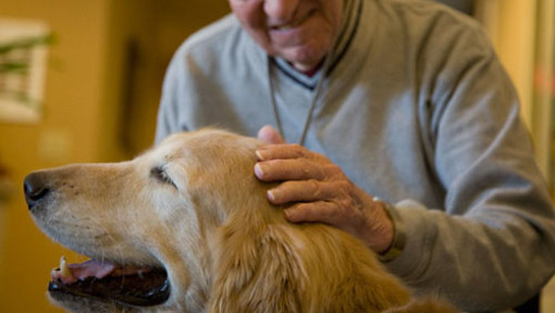 Pet therapy contro lo stress da pandemia: Regione e Istituto ligure del Consumo firmano un protocollo d'intesa