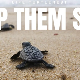 Genova aderisce a 'Pledge4seaturtles', il progetto europeo per la tutela degli habitat delle tartarughe 'Caretta caretta'