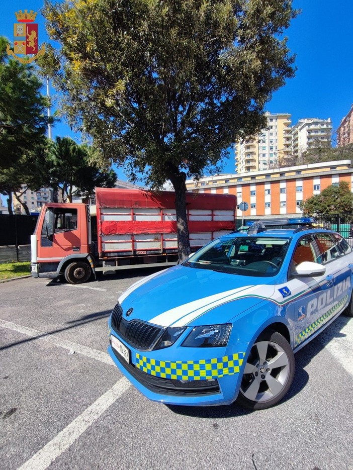 Bovini stipati in un camion, la polizia stradale ferma il mezzo