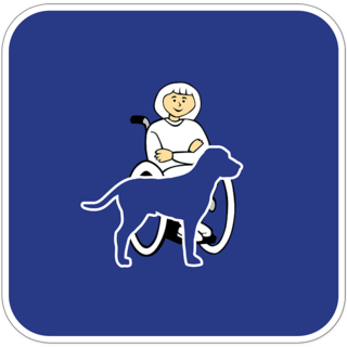 Quali sono i benefici della pet therapy per le persone disabili