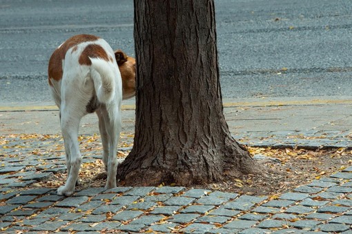 Bottigliette per sciacquare la pipì dei cani, Bassetti: "Inutile dal punto di vista scientifico" Bottigliette per sciacquare la pipì dei cani, Bassetti: "Inutile dal punto di vista scientifico"