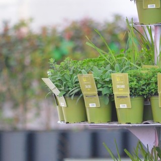 Tracciabilità ed etichettatura piante in vaso, Confagricoltura Liguria: "La normativa crea confusione"