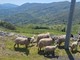 Lupi e allevamenti, la Liguria sperimenta nuove soluzione in difesa con il via del Progetto Dilupoli