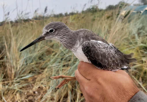 Liberati 24 uccelli selvatici sequestrati nel porto di Genova