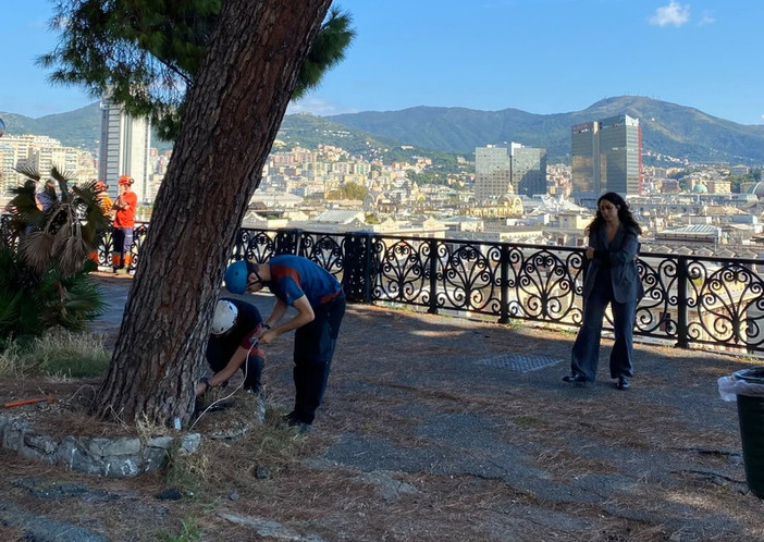 Corso Podestà, nuove verifiche sui due alberi a rischio: risultati attesi tra due settimane