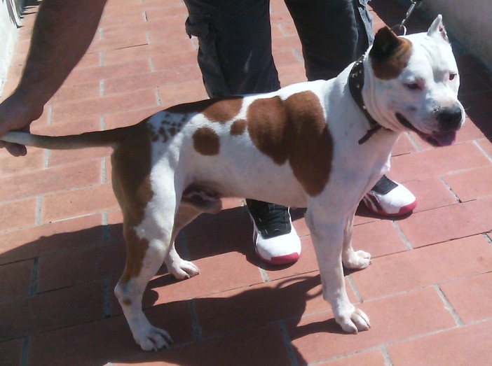 Il caso dei pitbull in famiglia, l'educatrice cinofila: &quot;Vietare una razza non risolve il problema&quot;