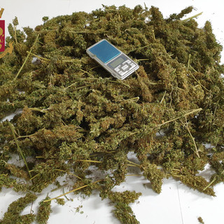 Coltiva marijuana in un terreno del suo bed &amp; breakfast: arrestato un 33enne