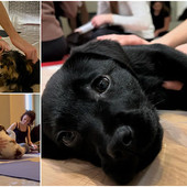 Fare esercizio con dolcezza: il 'puppy yoga' arriva a Genova