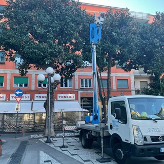 Recco: al via le potature in piazza Nicoloso
