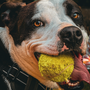 Il pitbull nella società di oggi: due serate per conoscere, comprendere e superare i pregiudizi Il pitbull nella società di oggi: due serate per conoscere, comprendere e superare i pregiudizi
