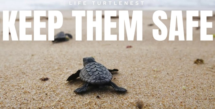 Genova aderisce a 'Pledge4seaturtles', il progetto europeo per la tutela degli habitat delle tartarughe 'Caretta caretta'