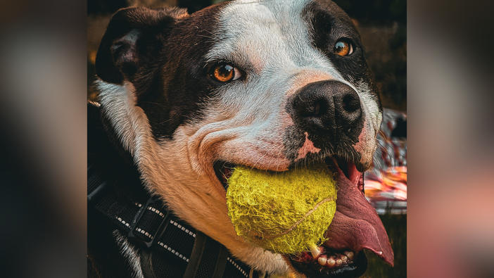 Il pitbull nella società di oggi: due serate per conoscere, comprendere e superare i pregiudizi Il pitbull nella società di oggi: due serate per conoscere, comprendere e superare i pregiudizi