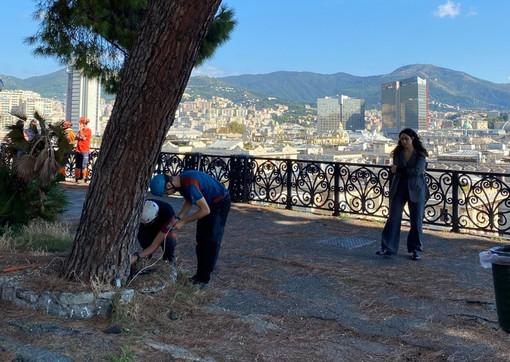 Corso Podestà, nuove verifiche sui due alberi a rischio: risultati attesi tra due settimane
