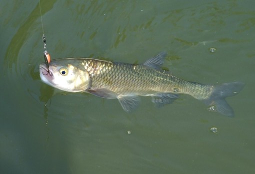 Pesca sportiva acque interne, seminati dalla Regione circa 100 quintali di trote pronta pesca e 1,7 milioni di avanotti