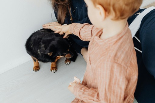 Pet therapy nelle scuole comunali, via libera alla mozione della Lega: “Non è solo gioco, ma educazione e crescita”