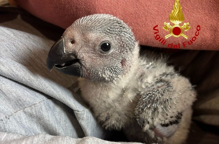 I Vigili del Fuoco di Bolzaneto soccorrono e liberano un pappagallo cenerino