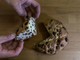 Pandolce genovese basso, domani si premia il migliore Pandolce genovese basso, domani si premia il migliore