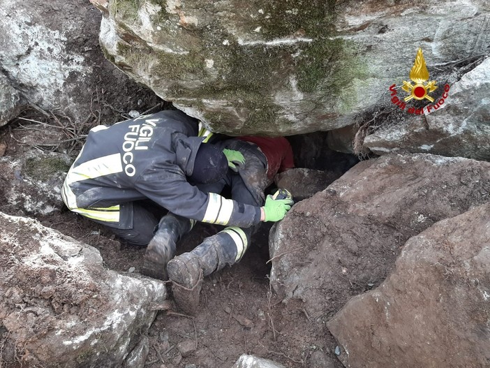 Cane da caccia intrappolato nella tana della preda: i pompieri spostano un masso con il paranco per salvarlo