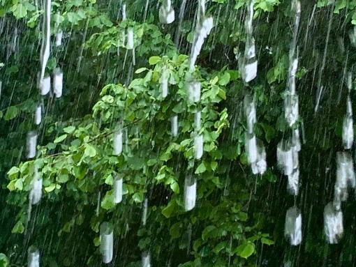 Maltempo in Liguria, le disposizioni del Centro Operativo Comunale per il 30 ottobre Maltempo in Liguria, le disposizioni del Centro Operativo Comunale per il 30 ottobre