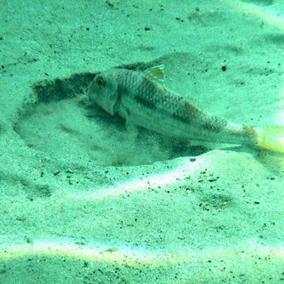 Fossili liguri riscrivono la storia della paleontologia: la scoperta grazie allo studio dei fondali di Paraggi e Spotorno Fossili liguri riscrivono la storia della paleontologia: la scoperta grazie allo studio dei fondali di Paraggi e Spotorno