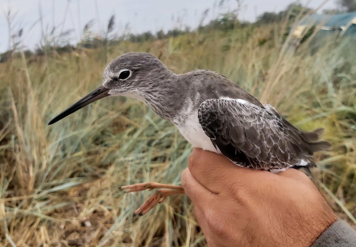 Liberati 24 uccelli selvatici sequestrati nel porto di Genova