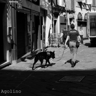 Denunciato un pusher dei vicoli di Genova grazie al cane antidroga