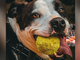 Il pitbull nella società di oggi: due serate per conoscere, comprendere e superare i pregiudizi Il pitbull nella società di oggi: due serate per conoscere, comprendere e superare i pregiudizi
