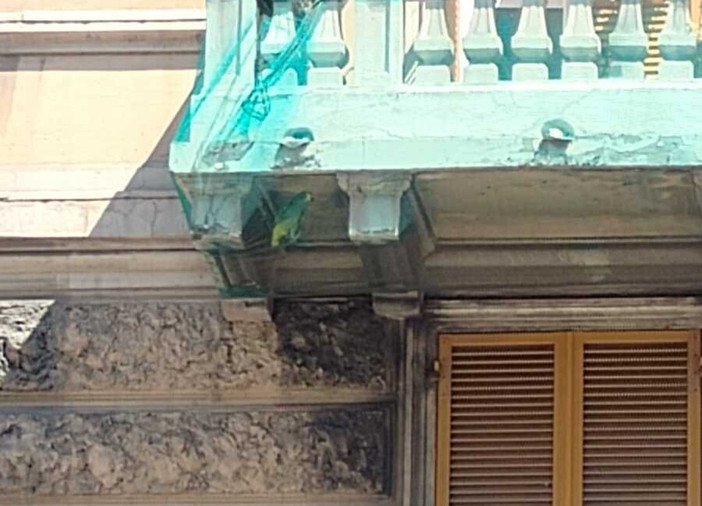 Disavventura a Cornigliano: pappagallo resta intrappolato nella rete anti-calcinacci di un balcone