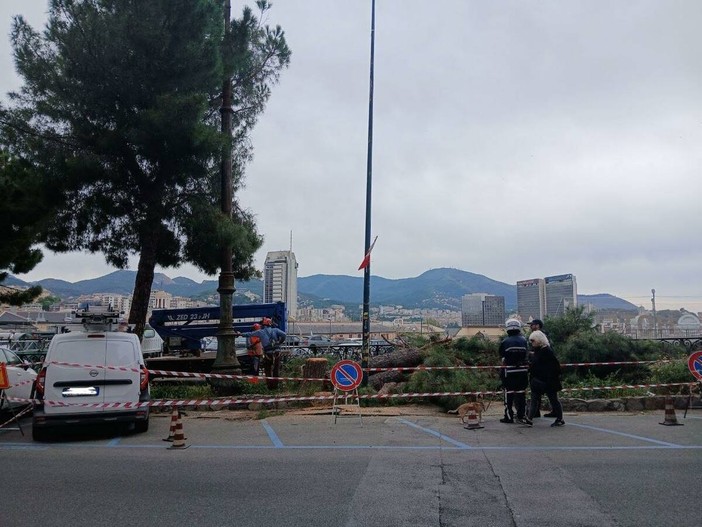 Carignano, stop all’abbattimento dei pini di Corso Podestà: c’è il sequestro della Procura