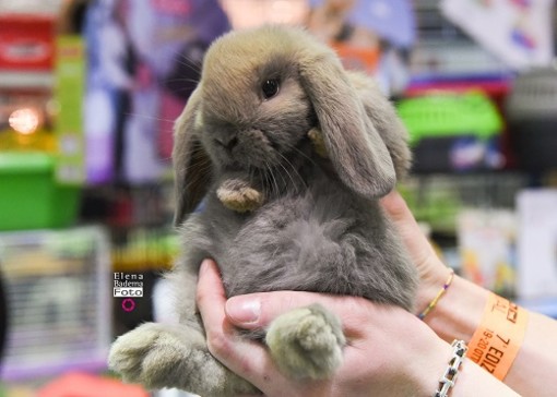 Petsfestival 2019: un’edizione di successo, ma si pensa già all’ottava edizione