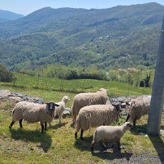 Lupi e allevamenti, la Liguria sperimenta nuove soluzione in difesa con il via del Progetto Dilupoli