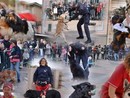 Pegli in Bau, una giornata tra gioco, soccorso e dimostrazioni con i cani Pegli in Bau, una giornata tra gioco, soccorso e dimostrazioni con i cani