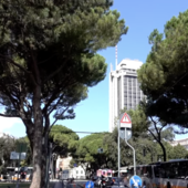 "Uno scempio urbano”: la disperazione di Italia Nostra per l’abbattimento dei pini secolari di viale Thaon di Revel