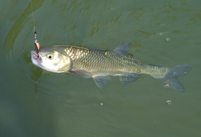 Pesca sportiva acque interne, seminati dalla Regione circa 100 quintali di trote pronta pesca e 1,7 milioni di avanotti