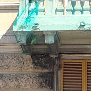 Disavventura a Cornigliano: pappagallo resta intrappolato nella rete anti-calcinacci di un balcone