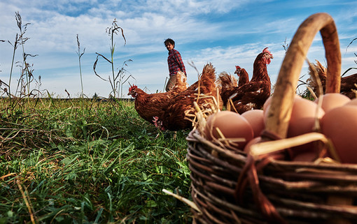 Agricoltura, al via domande Psr per ristori e speculazioni dei mercati Agricoltura, al via domande Psr per ristori e speculazioni dei mercati
