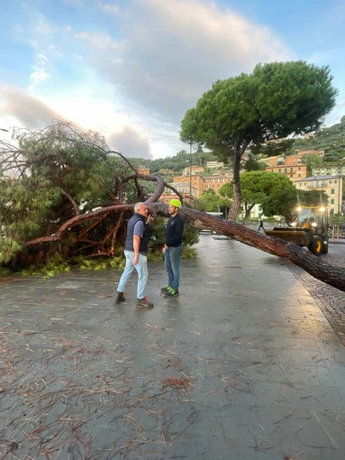 Recco: crollo di un pino per il maltempo e abbattimento di un secondo albero a rischio in passeggiata a mare Recco: crollo di un pino per il maltempo e abbattimento di un secondo albero a rischio in passeggiata a mare