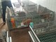 Tiene fagiani e conigli in gabbia dentro un appartamento: la municipale sequestra gli animali (FOTO)