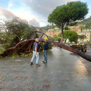 Recco: crollo di un pino per il maltempo e abbattimento di un secondo albero a rischio in passeggiata a mare Recco: crollo di un pino per il maltempo e abbattimento di un secondo albero a rischio in passeggiata a mare