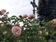il roseto di Murta