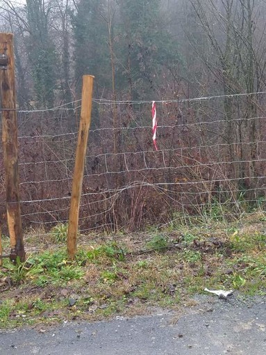 Peste suina, Confagricoltura Liguria audita in Regione. Ecco il quadro e le proposte